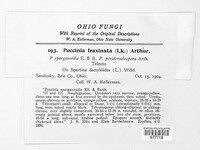 Puccinia fraxinata image